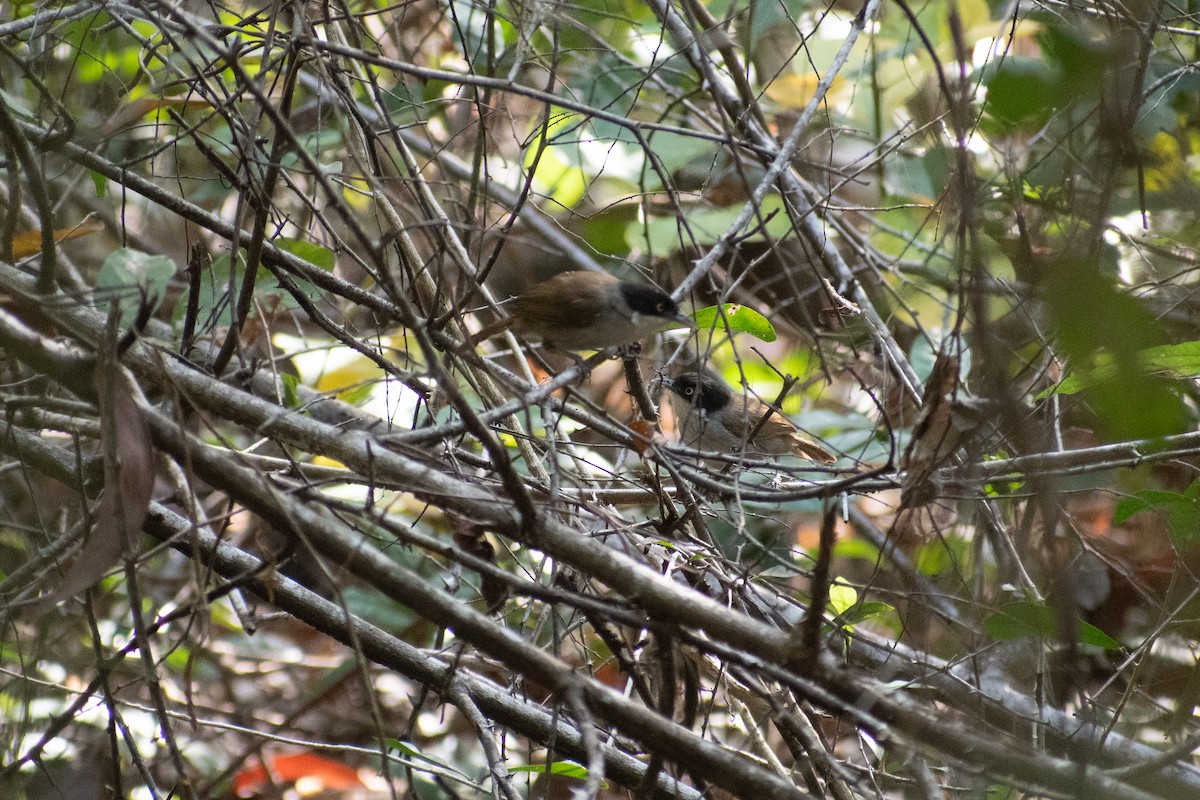 Dark-fronted Babbler - ML411229401