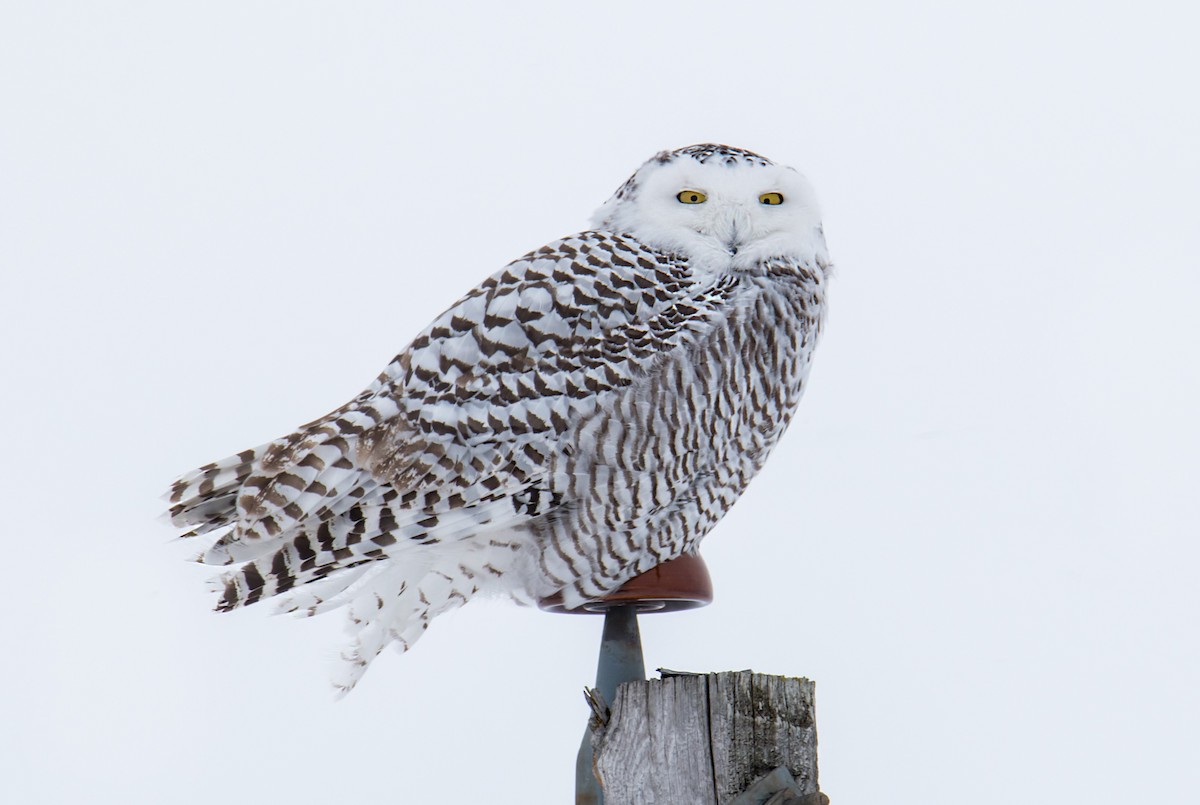 Snowy Owl - ML411229941