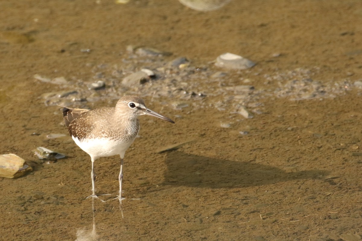 Green Sandpiper - ML411230141