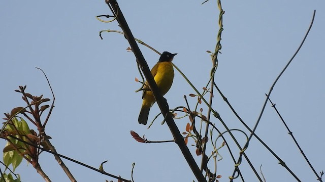 Flame-throated Bulbul - ML411230631