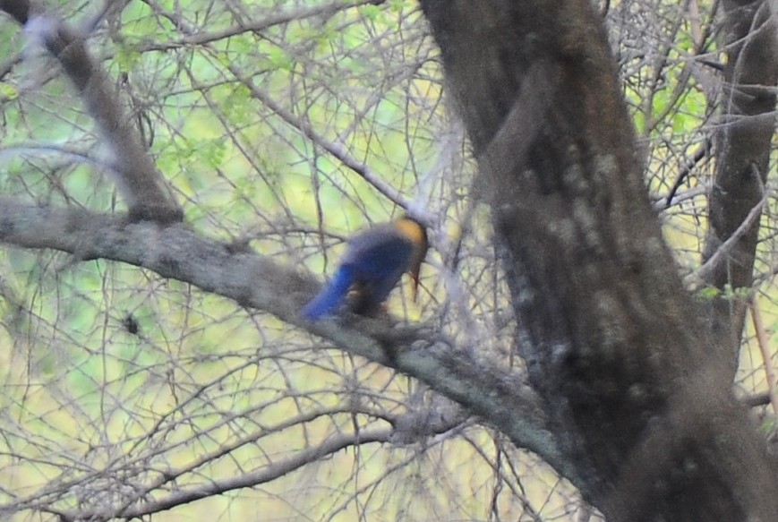 Stork-billed Kingfisher - ML411231371