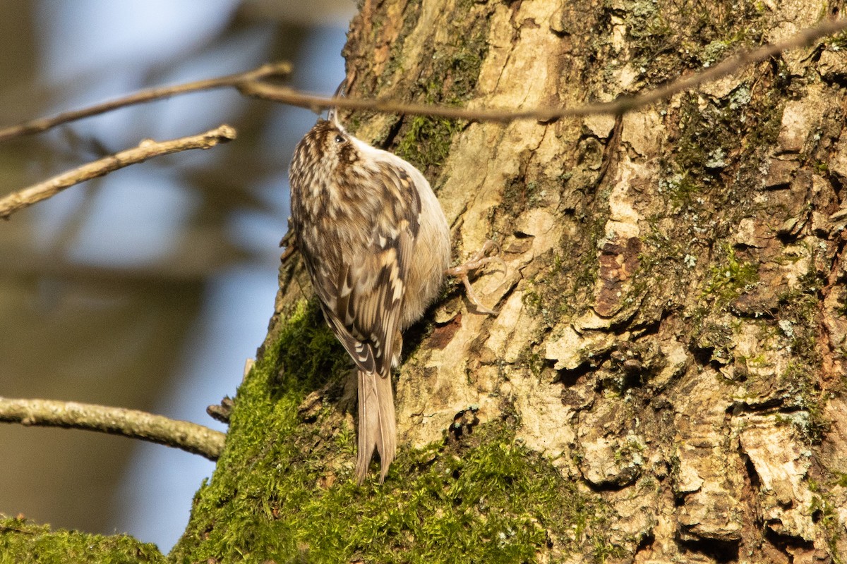 Gartenbaumläufer - ML411232281