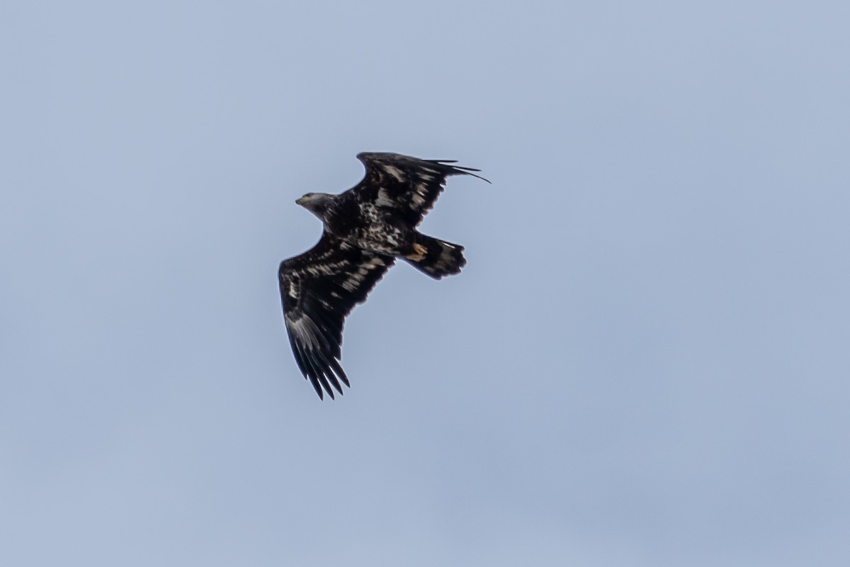 Bald Eagle - ML411232311