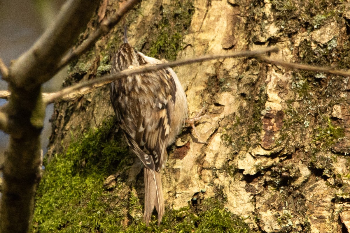 Short-toed Treecreeper - ML411232321