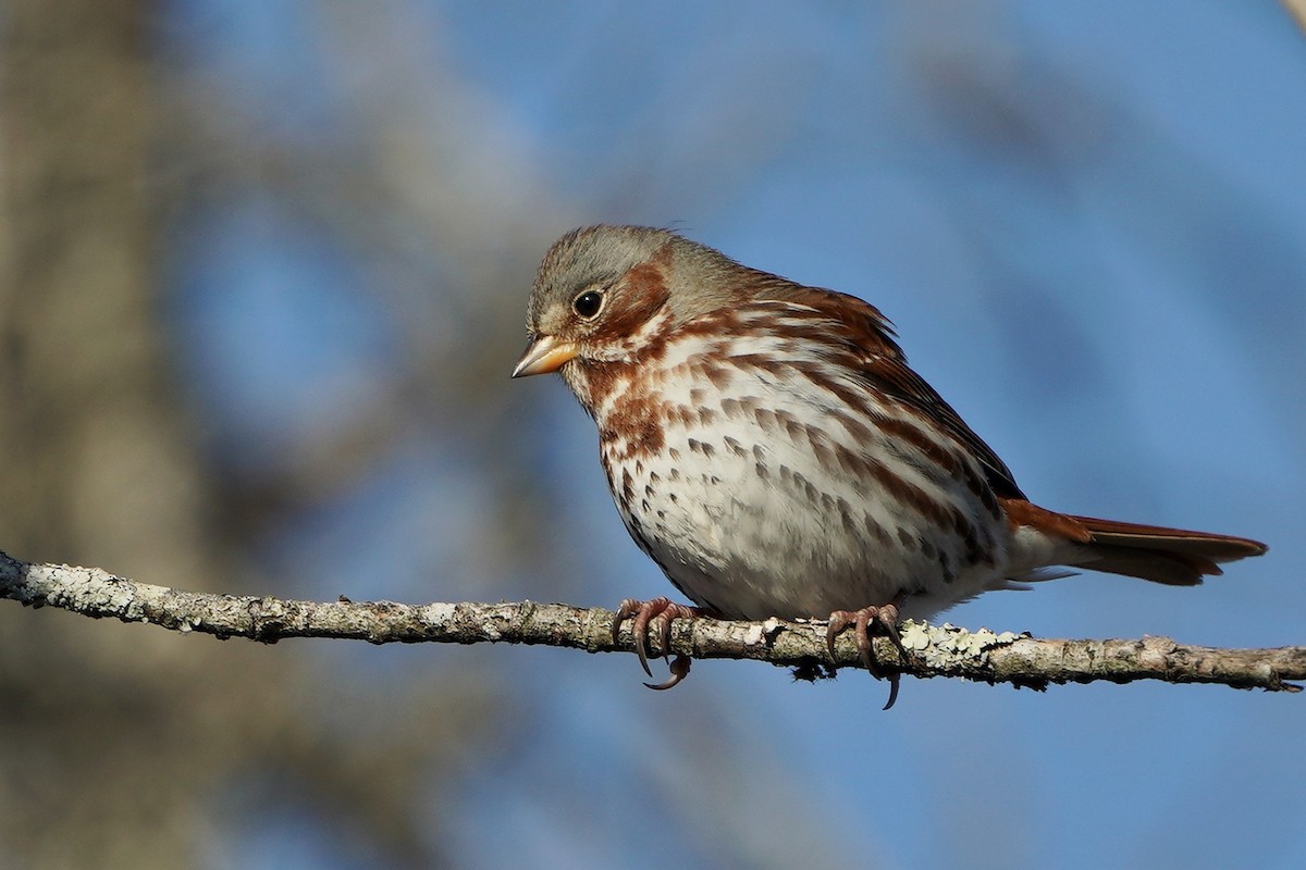 Fox Sparrow - ML411232811
