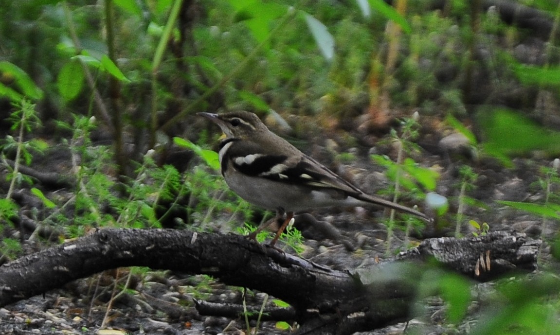 Forest Wagtail - JOE M RAJA