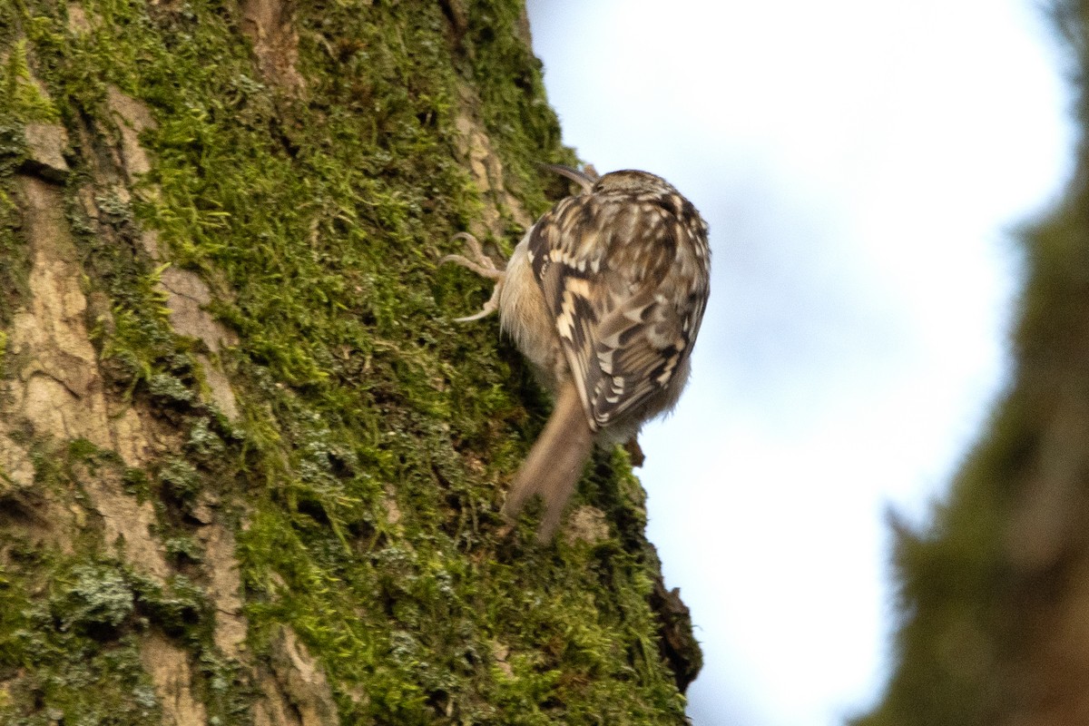 Gartenbaumläufer - ML411234041