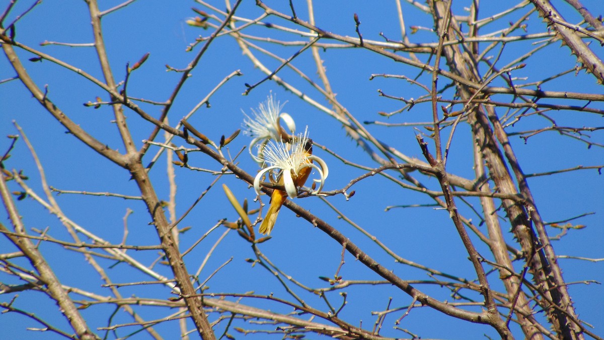 Baltimore Oriole - Terry van Niekerk