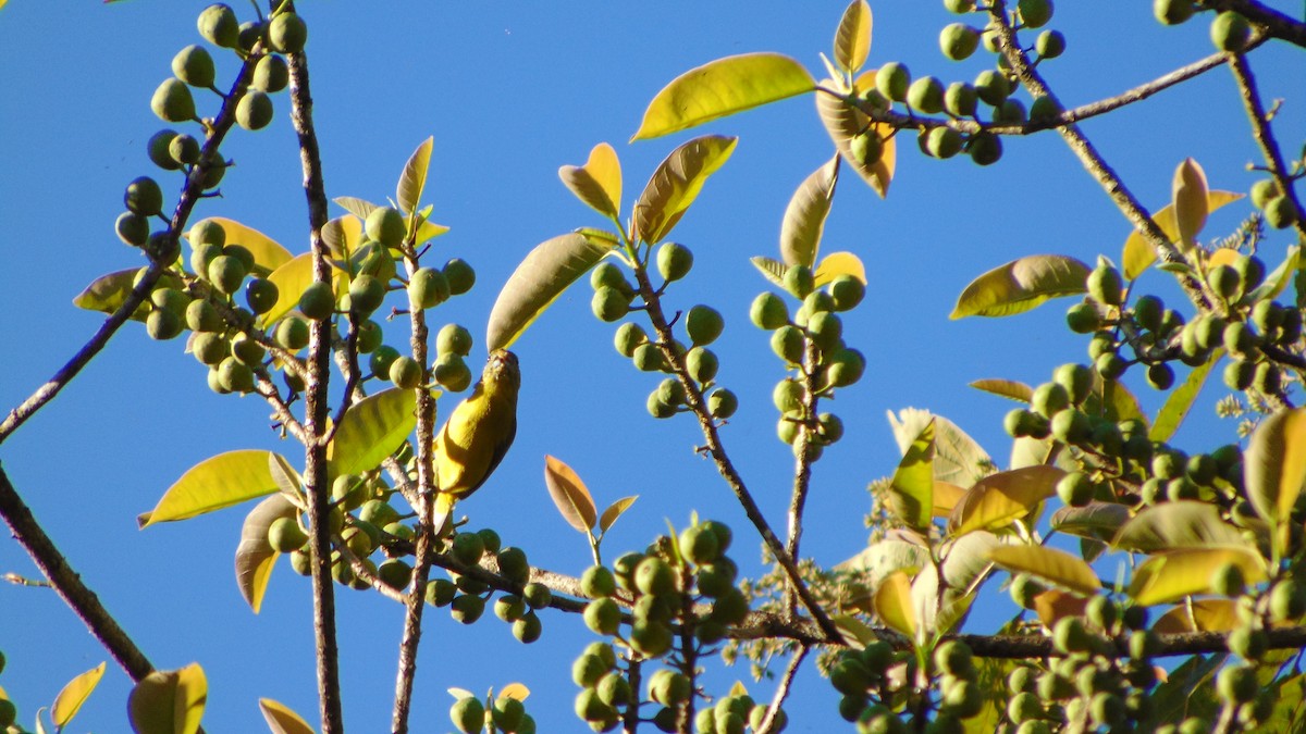 Thick-billed Euphonia - ML411234691