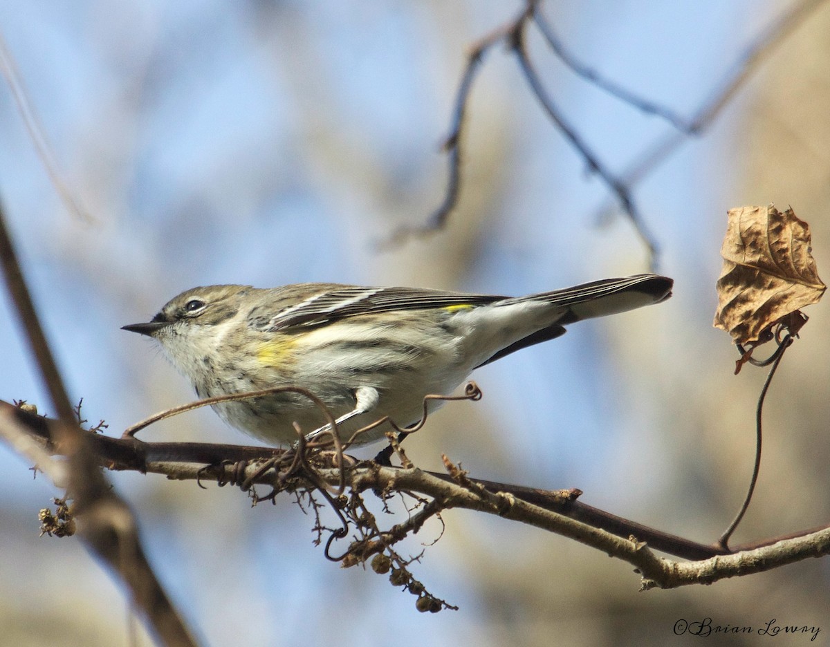 Yellow-rumped Warbler - ML41123521