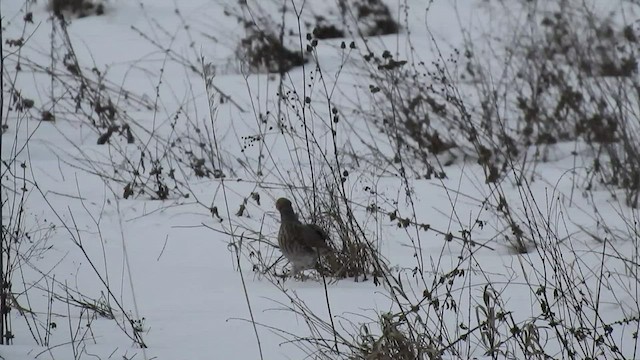 Gray Partridge - ML411236711