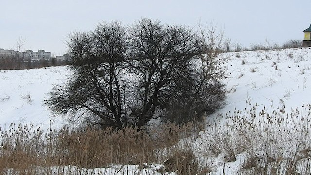 Gray Partridge - ML411236871