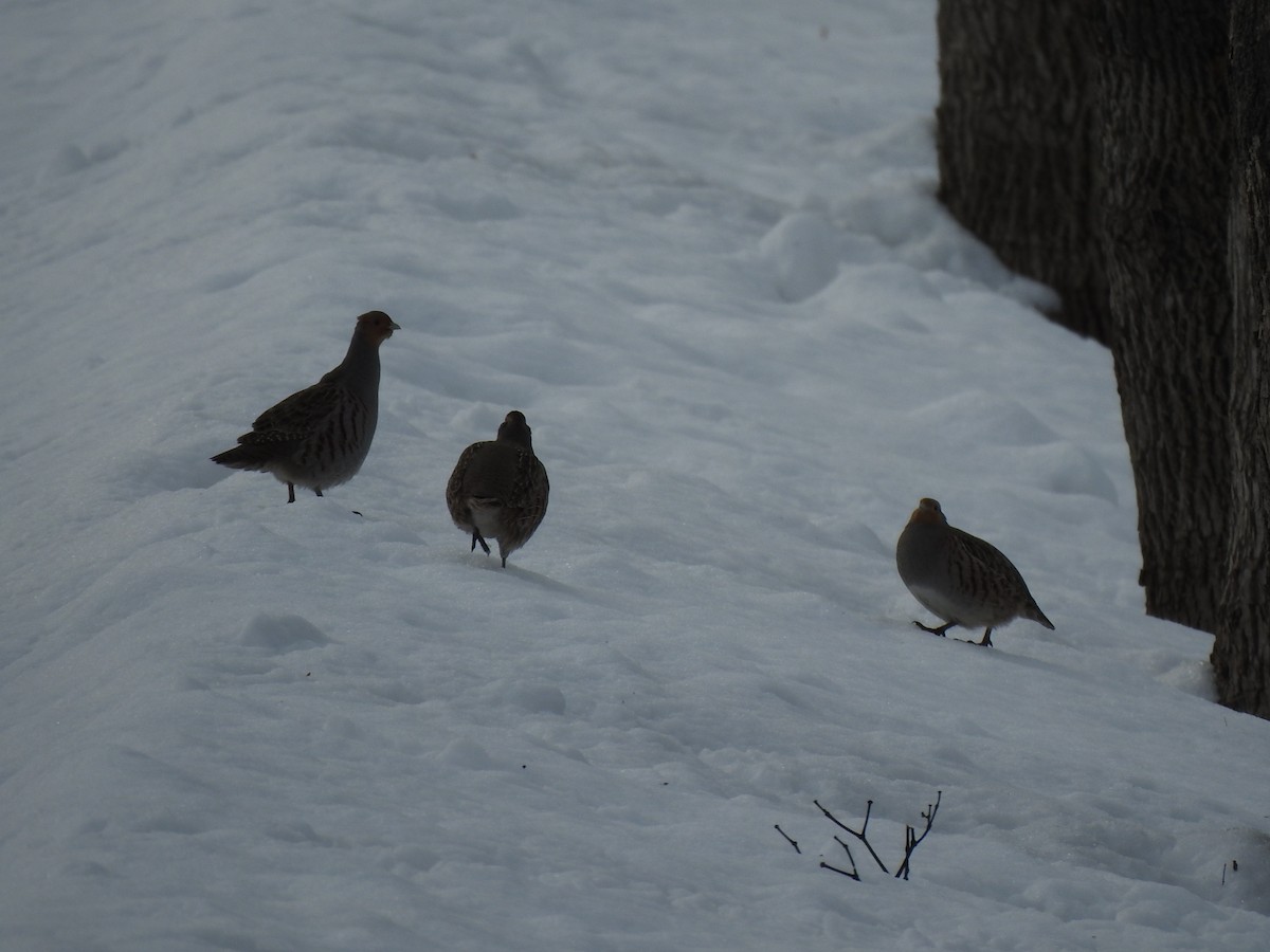 Gray Partridge - ML411236991