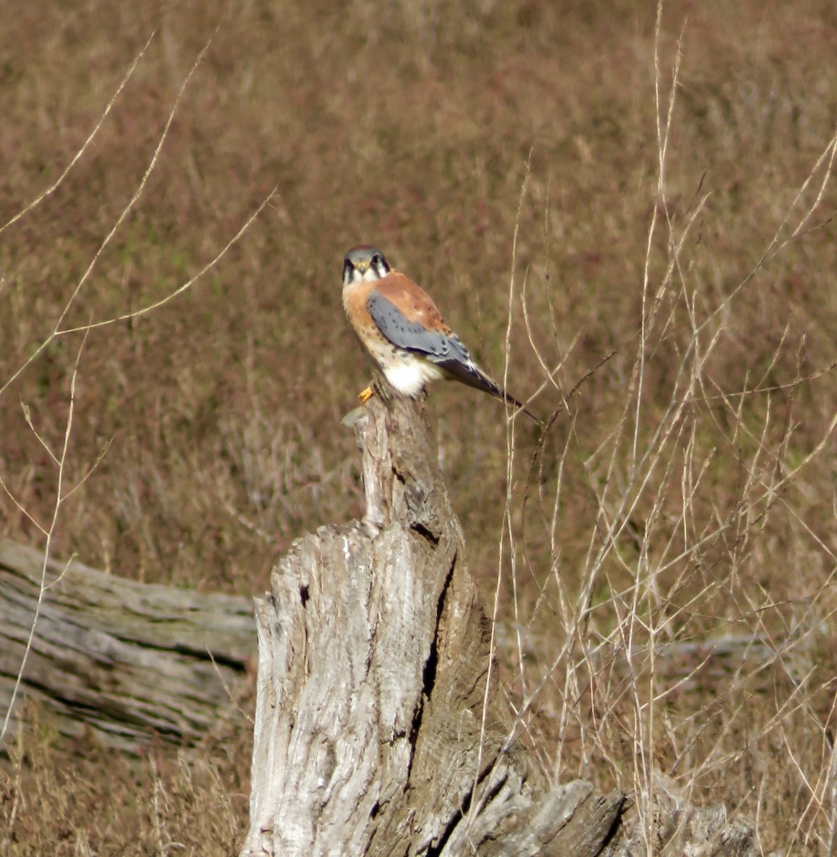 American Kestrel - ML41123971