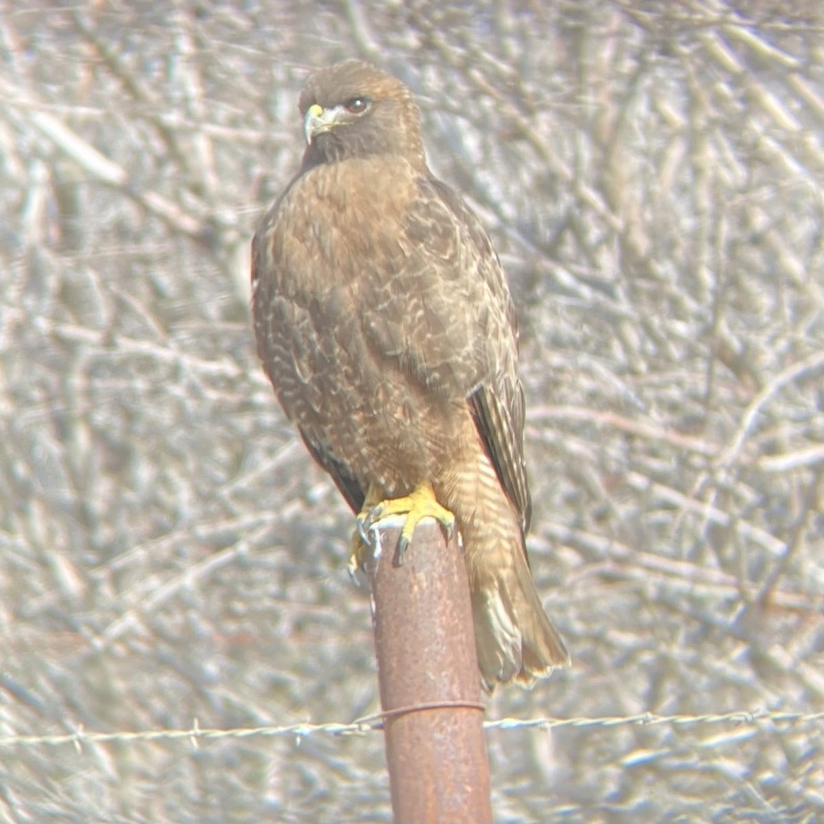 Red-tailed Hawk - ML411239871