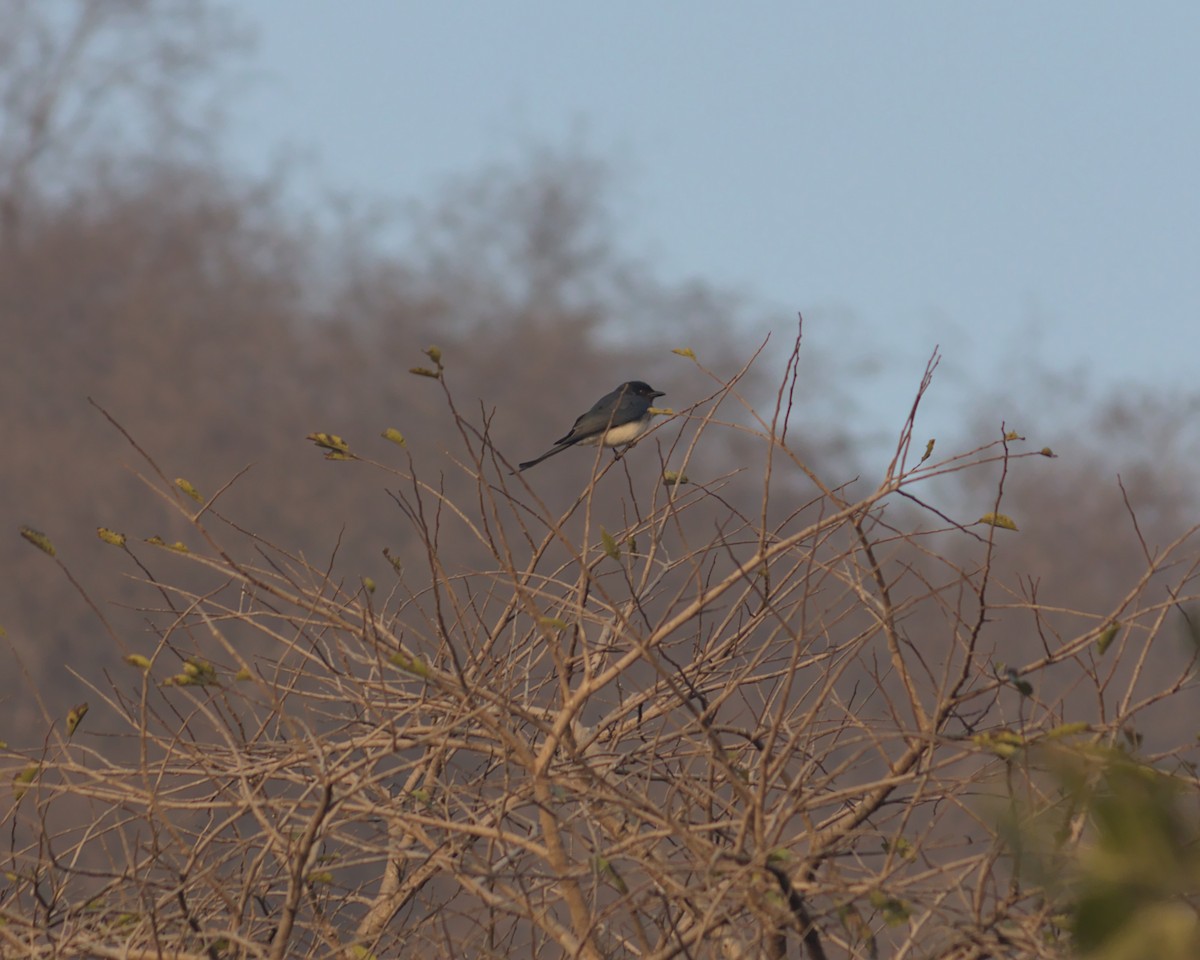 White-bellied Drongo - ML411240341