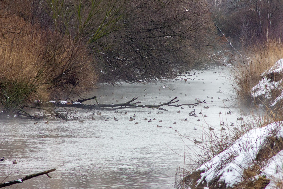 Mallard - ML411240451