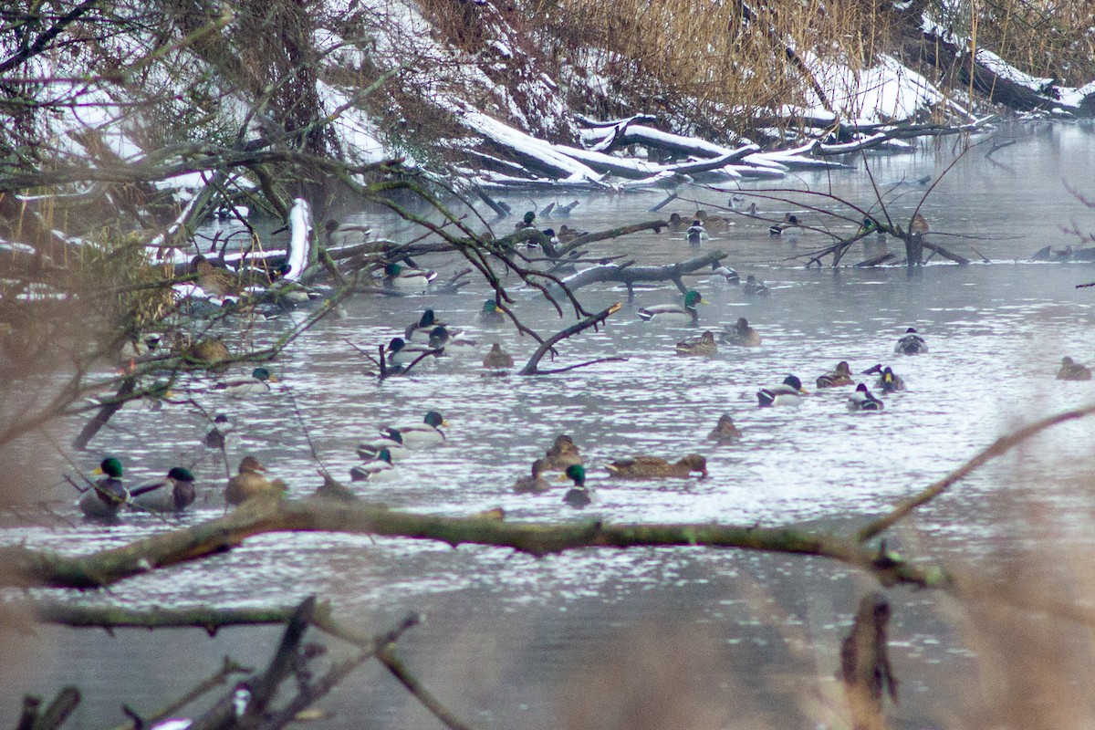 Mallard - ML411240551