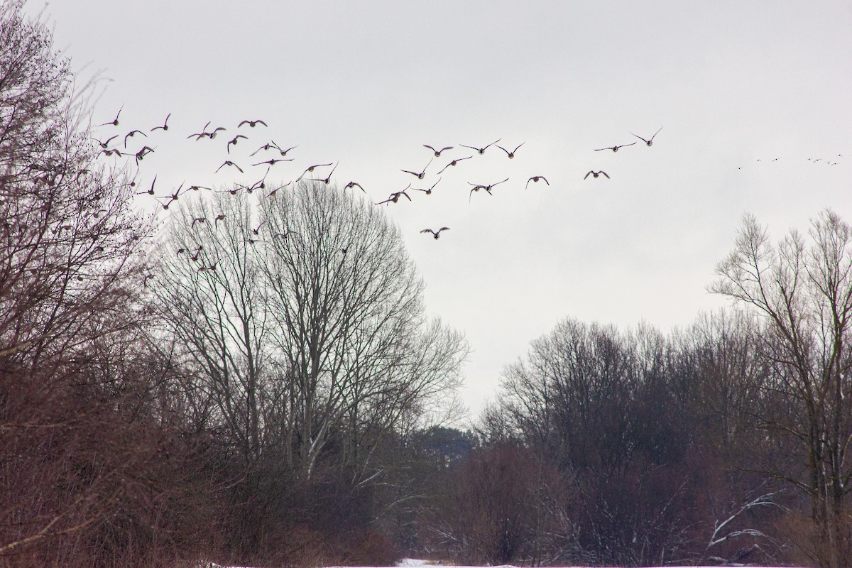 Mallard - ML411241111