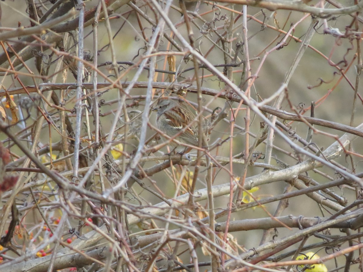 American Tree Sparrow - ML41124131