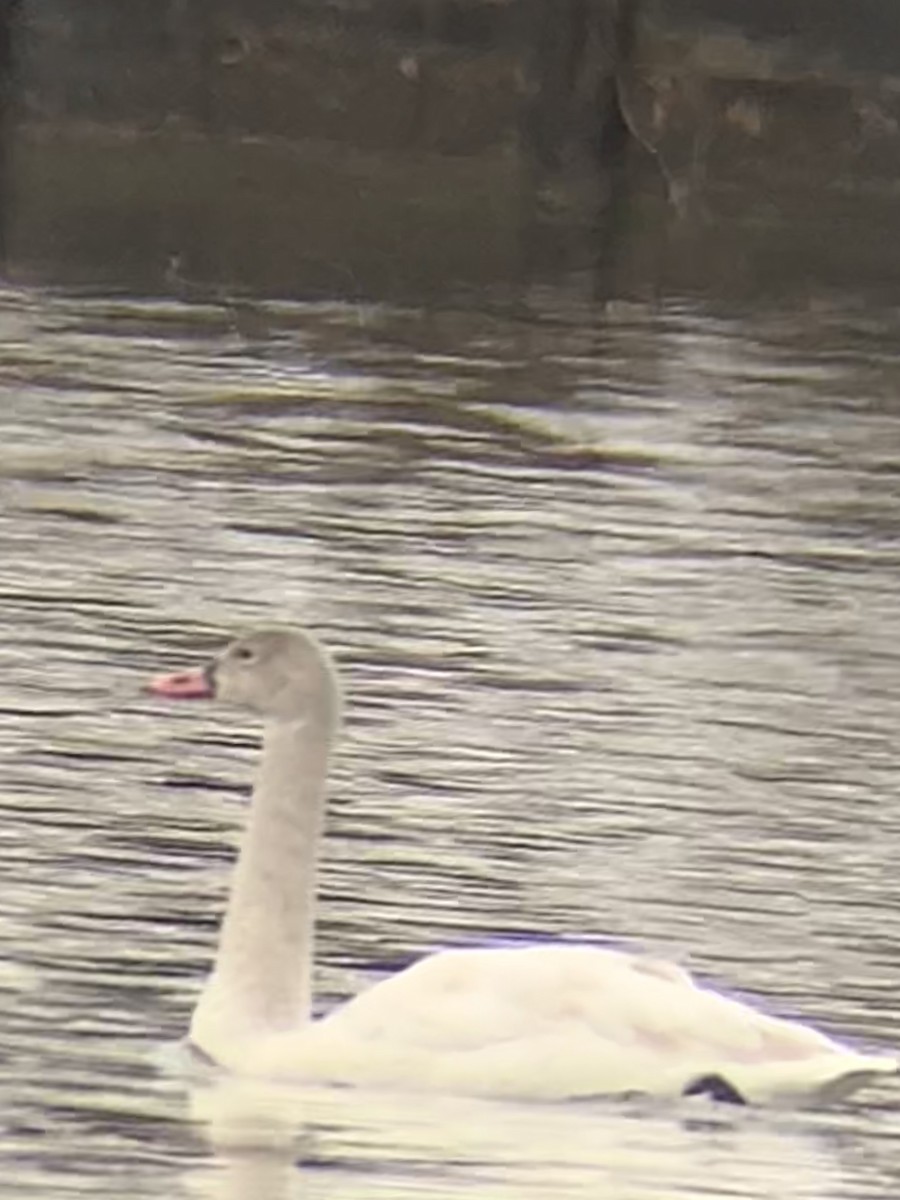 Tundra Swan - Kim Kozella