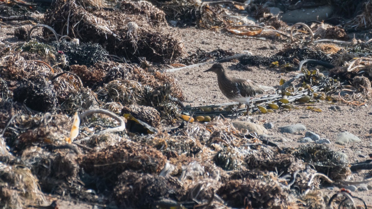 Black Turnstone - ML411241881