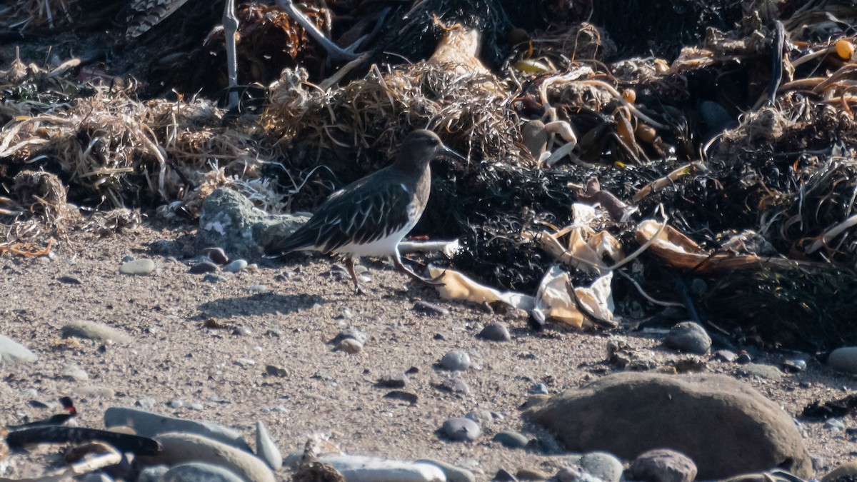 Black Turnstone - ML411241901