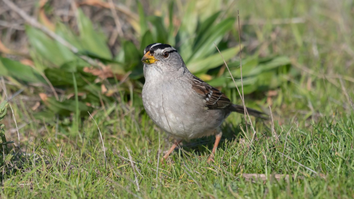 White-crowned Sparrow (nuttalli) - Dan Hackley