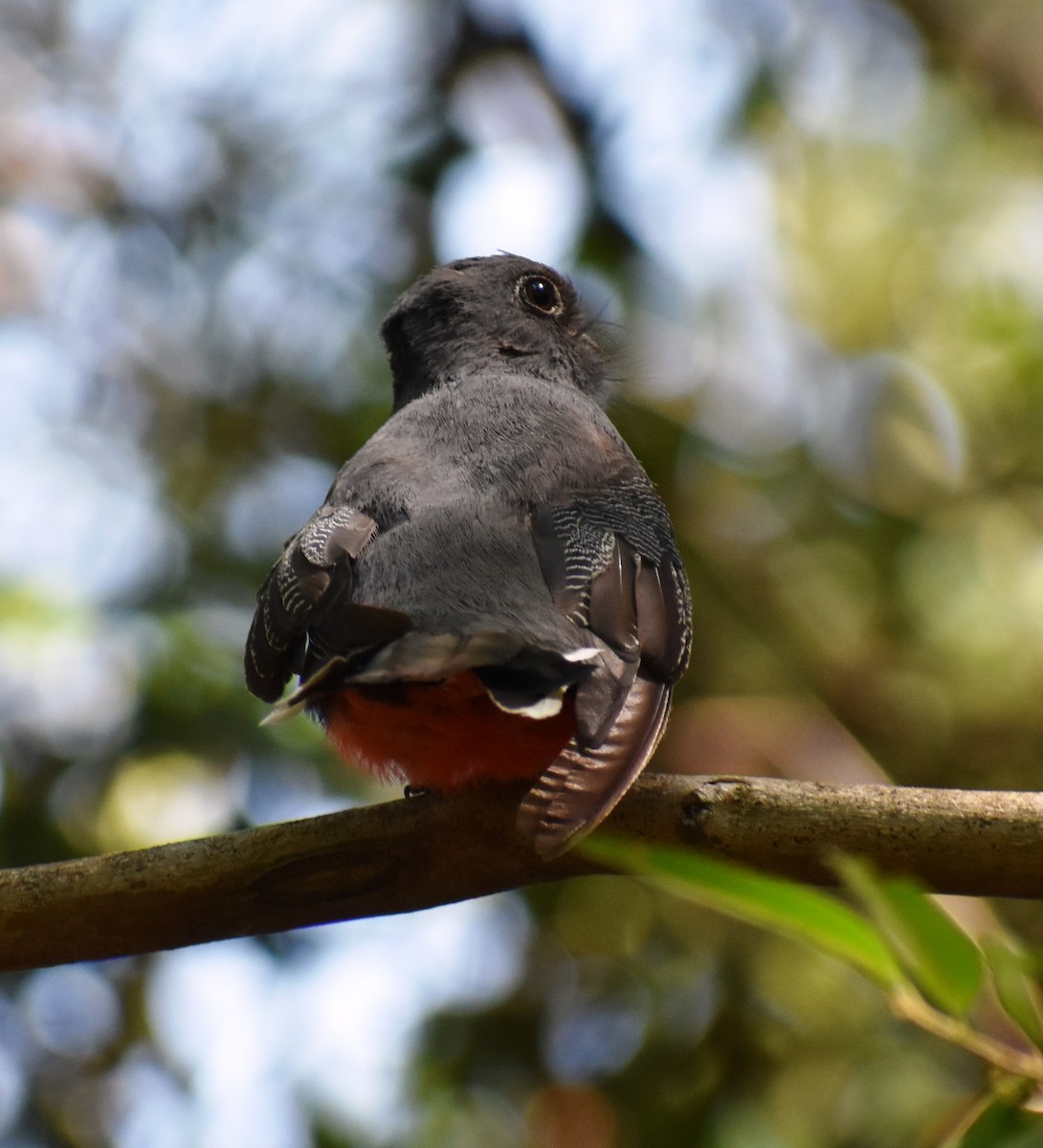 Surucua Trogon - ML411244301