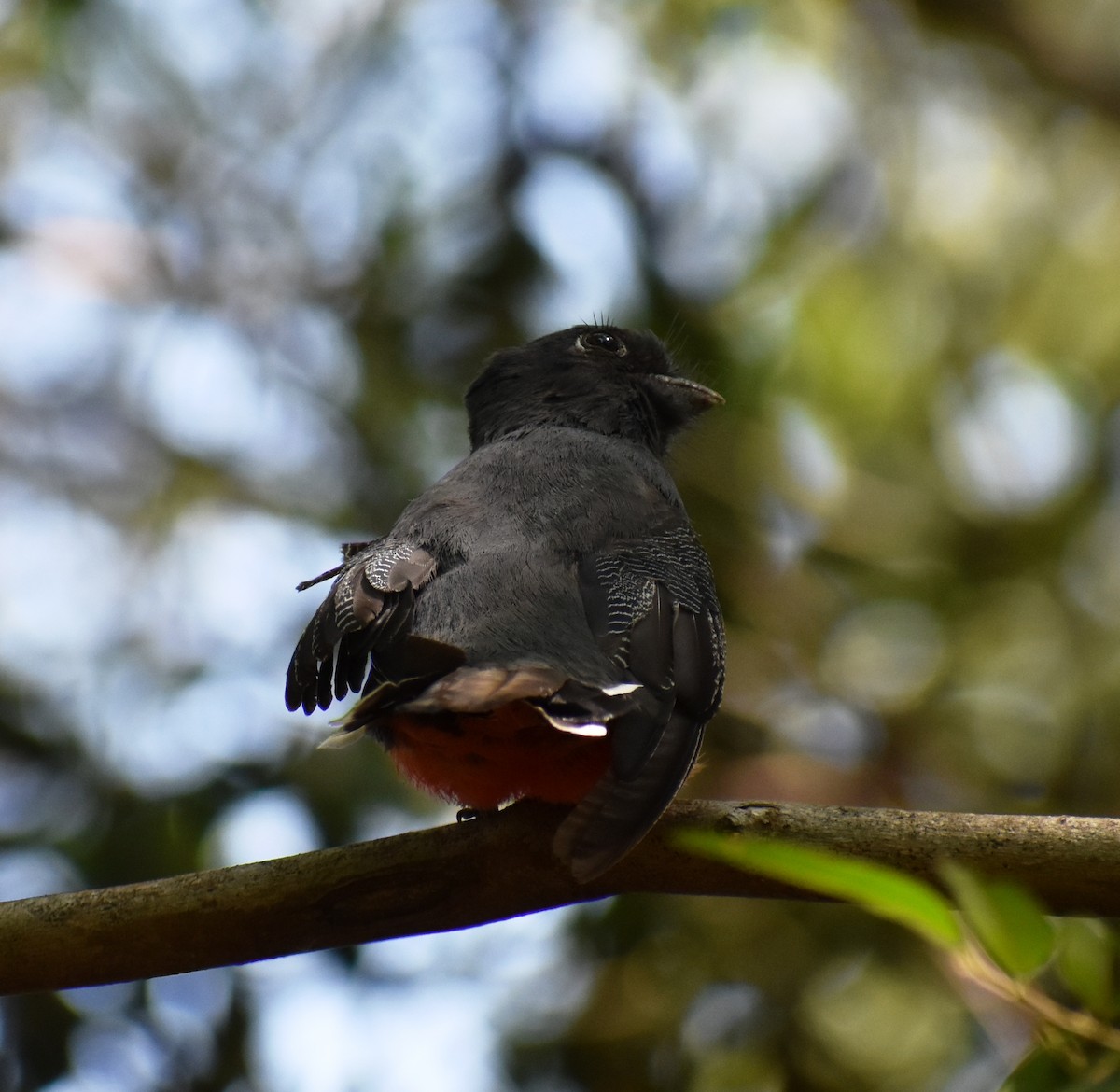 Surucua Trogon - ML411244351