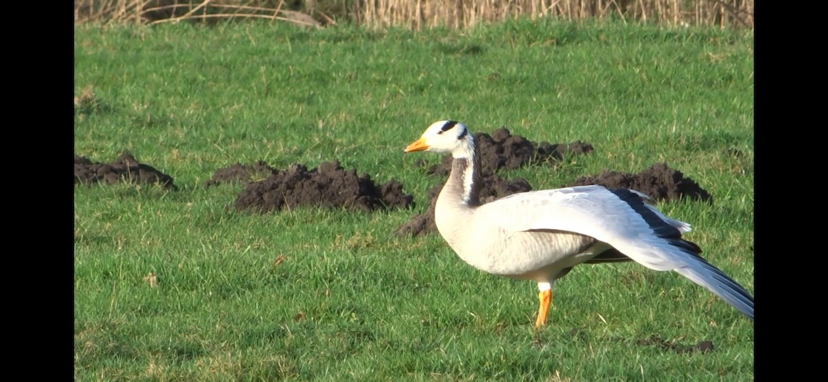 Bar-headed Goose - Anonymous