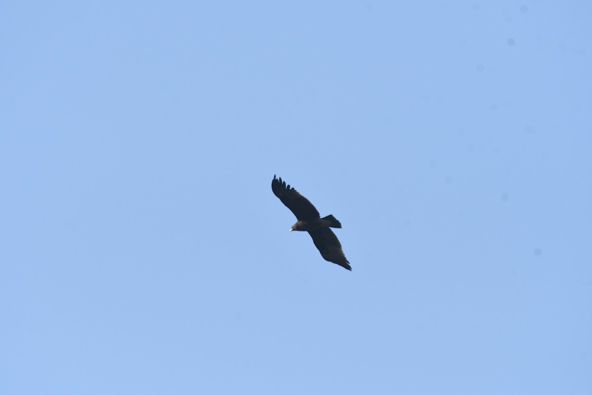 Greater Spotted Eagle - ML411247991