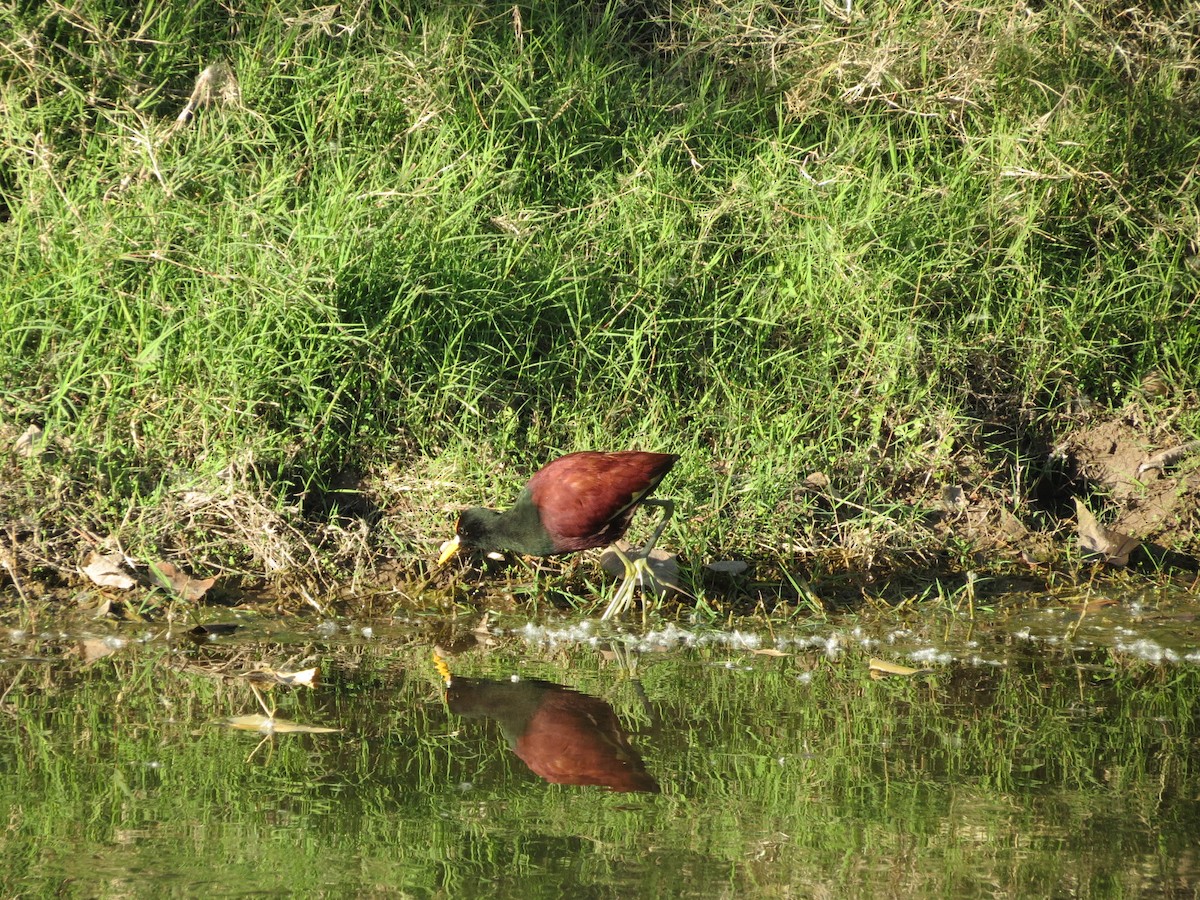 Jacana du Mexique - ML411251141