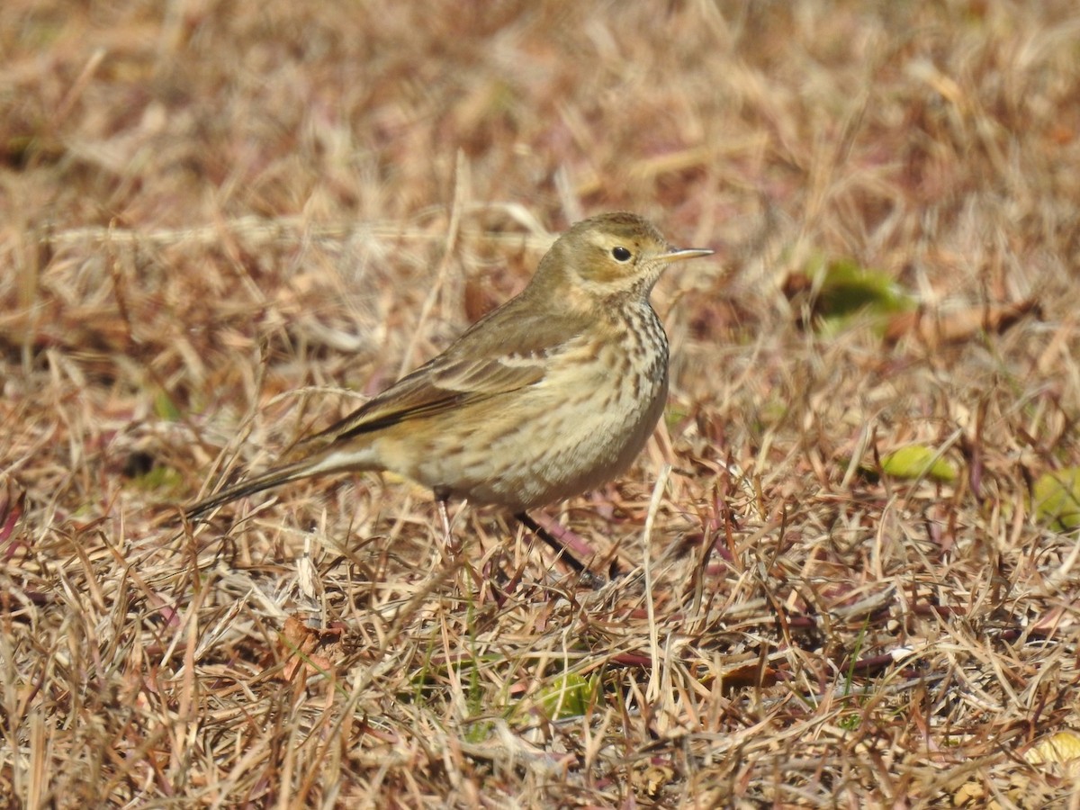 American Pipit - ML411253341