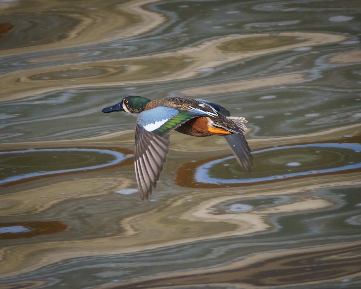 Cinnamon Teal x Northern Shoveler (hybrid) - Carey Sherrill