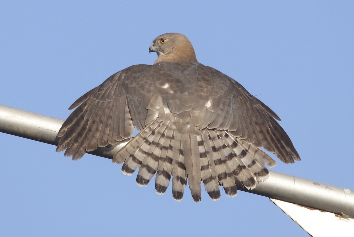 Shikra - Bhaarat Vyas