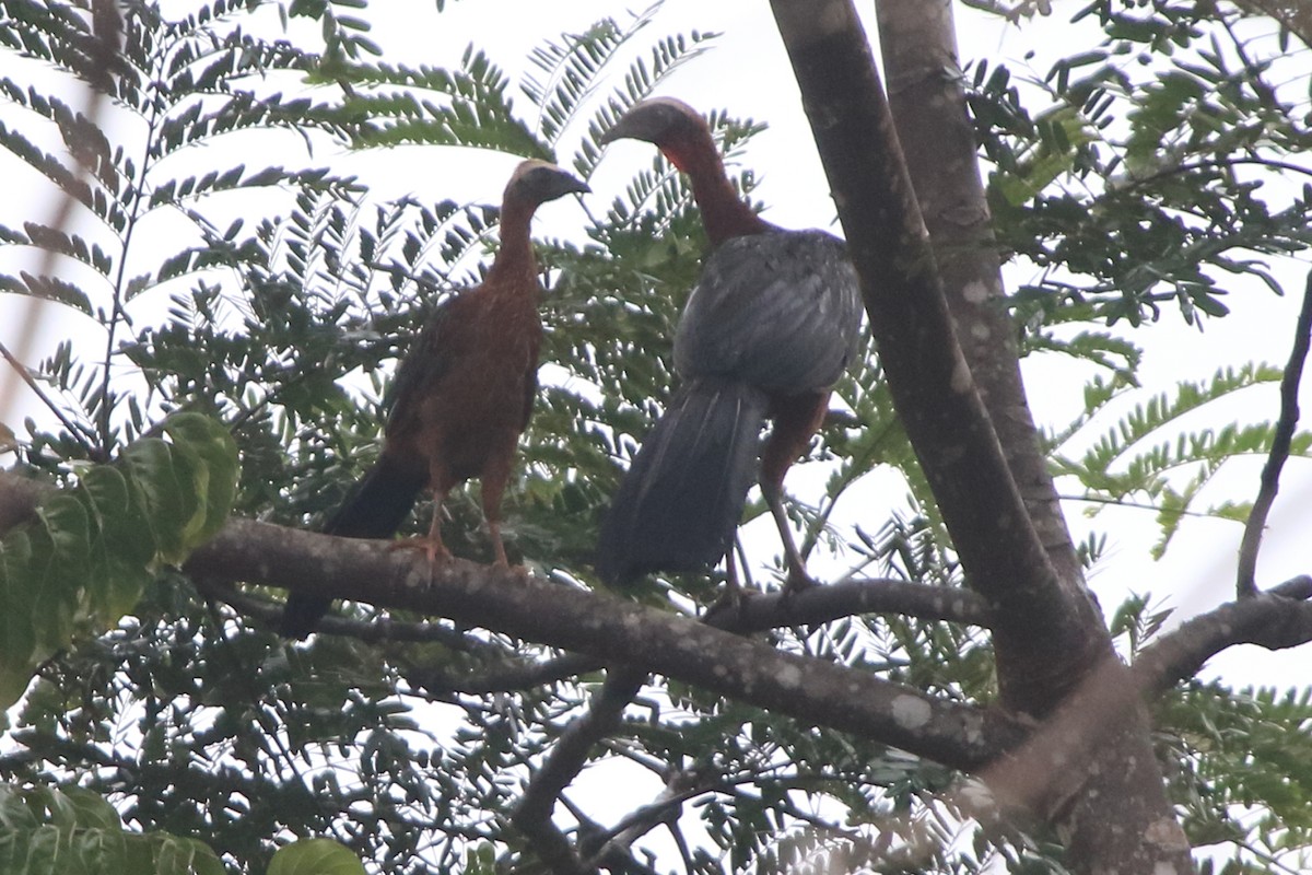 White-crested Guan - ML411255931