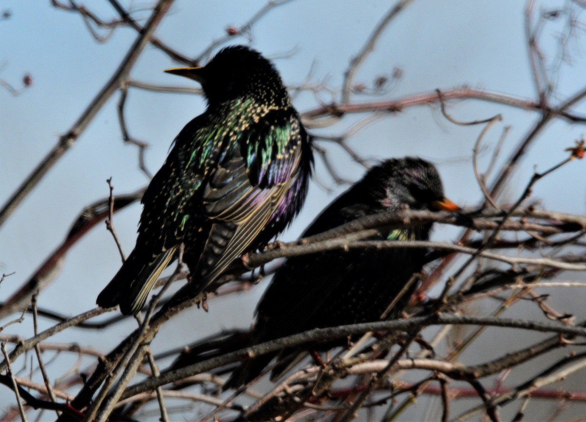 European Starling - colleen o'connor