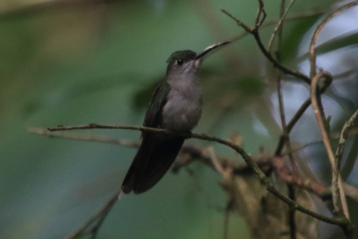 Gray-breasted Sabrewing (obscurus) - ML411259611