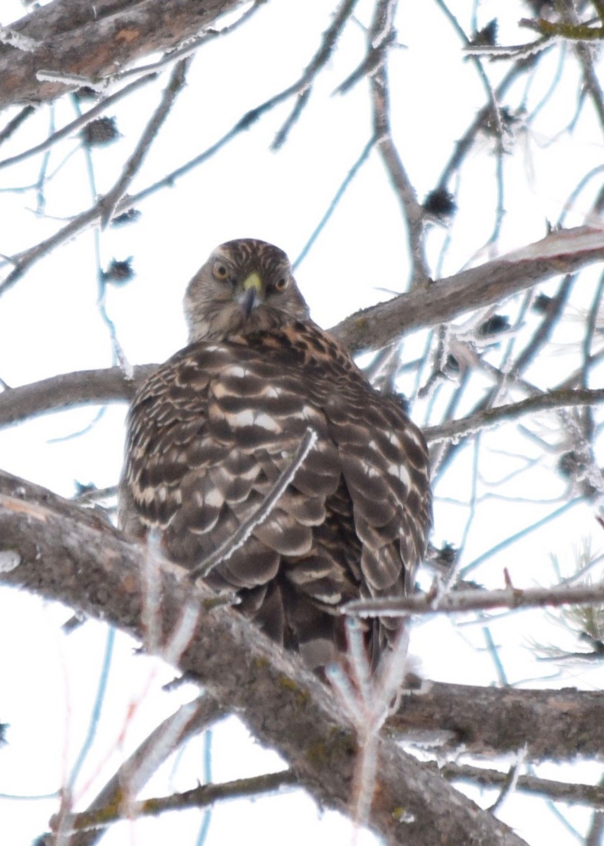 American Goshawk - ML411260051