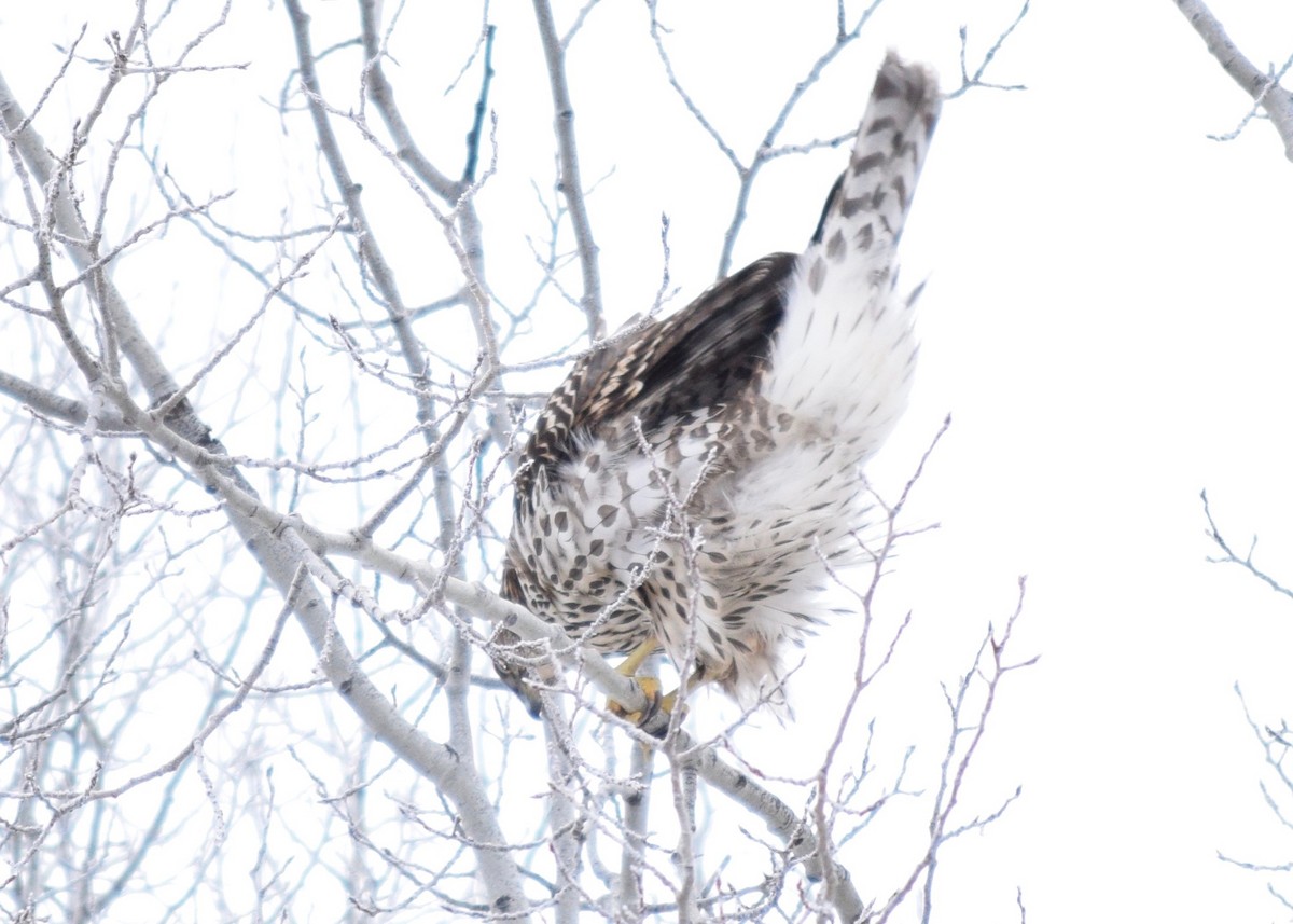 American Goshawk - ML411260091