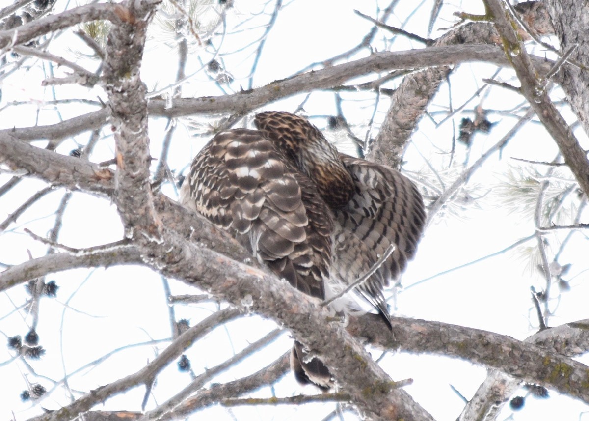 American Goshawk - ML411260101