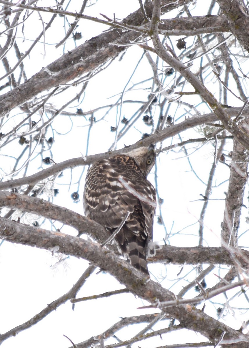 American Goshawk - ML411260111