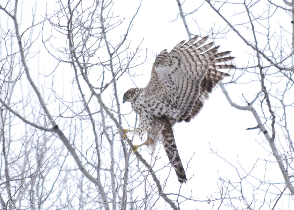 American Goshawk - Shannon Donaldson