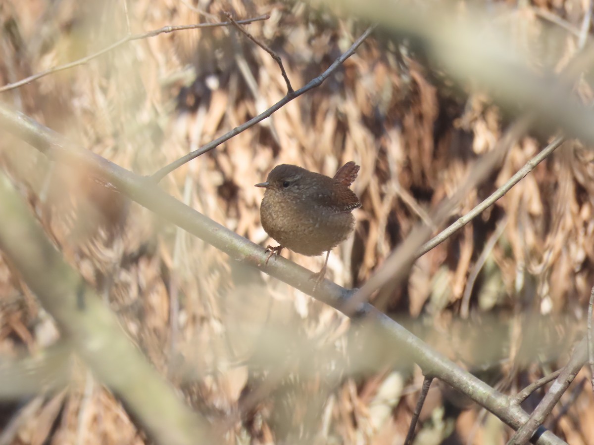 Winter Wren - ML411260341