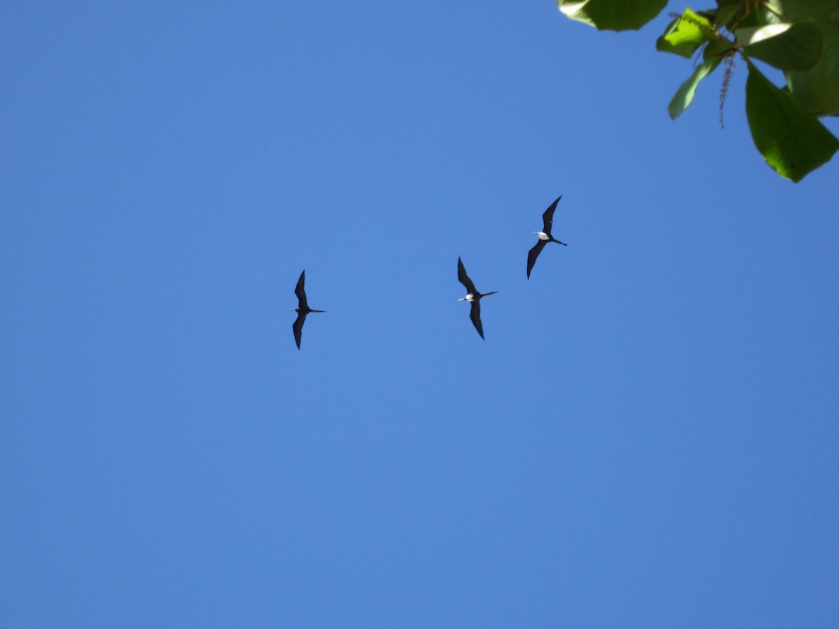 Magnificent Frigatebird - ML411262761