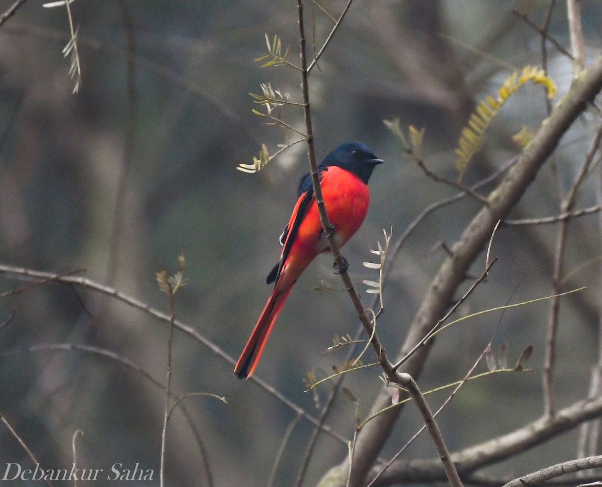 Long-tailed Minivet - ML411263011