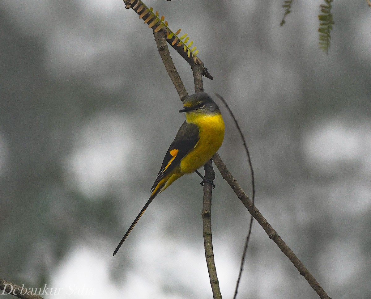 Long-tailed Minivet - ML411263031