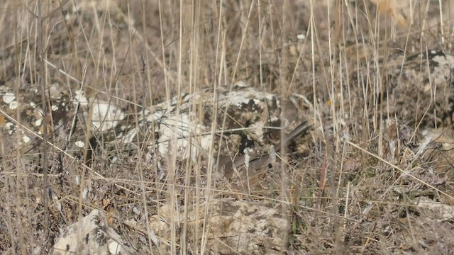 סבכי גלי - ML411263471