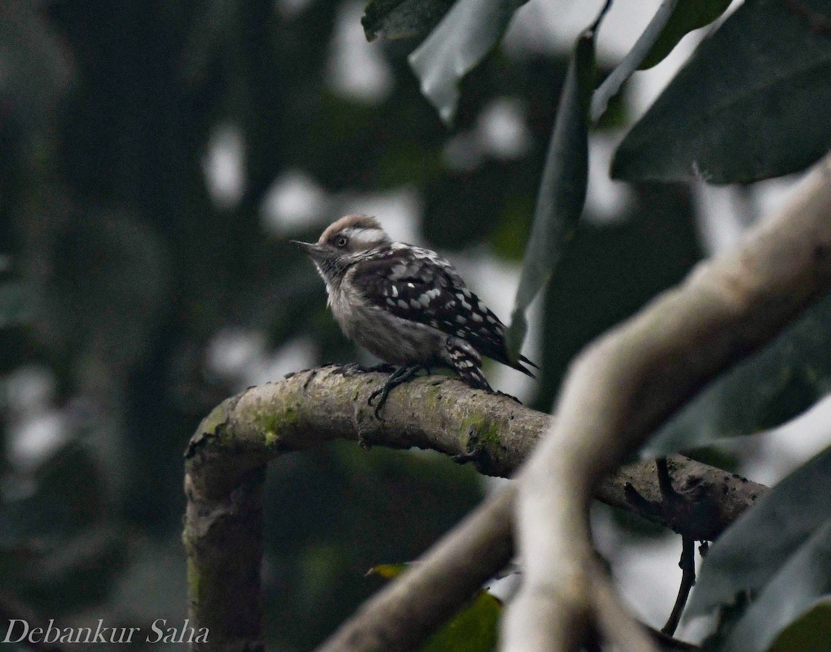 Brown-capped Pygmy Woodpecker - ML411263541
